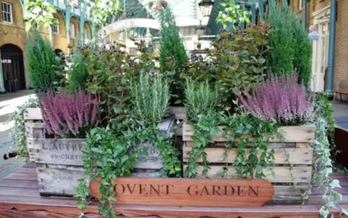 zona covent-garden