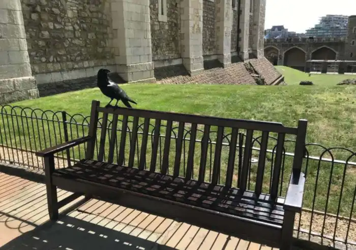 cuervo dentro de la torre de londres