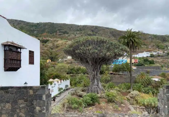 drago milenario icod de los vinos