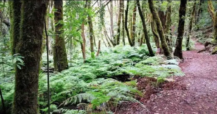 bosque laurisilva