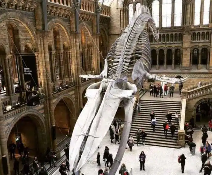 museo-de-historia-natural que ver en londres