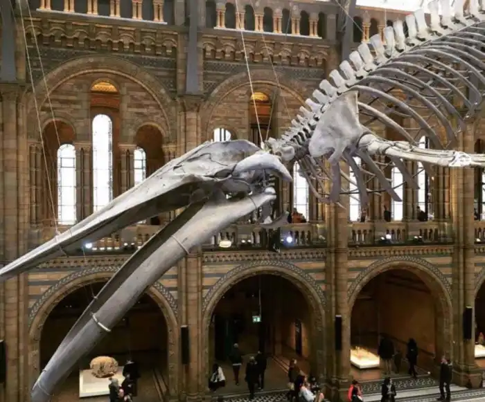 interior museo-de-historia-natural