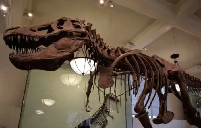 interior museo-de-historia-natural-de-nueva-york