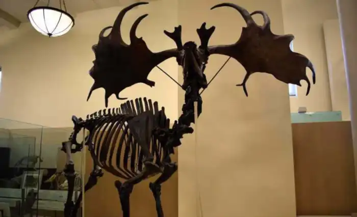 museo de historia natural en nueva york