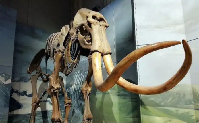 museo nacional de cardiff