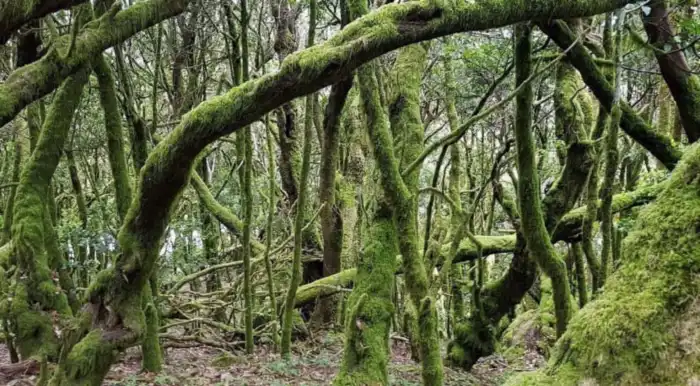 parque nacional de garajonay