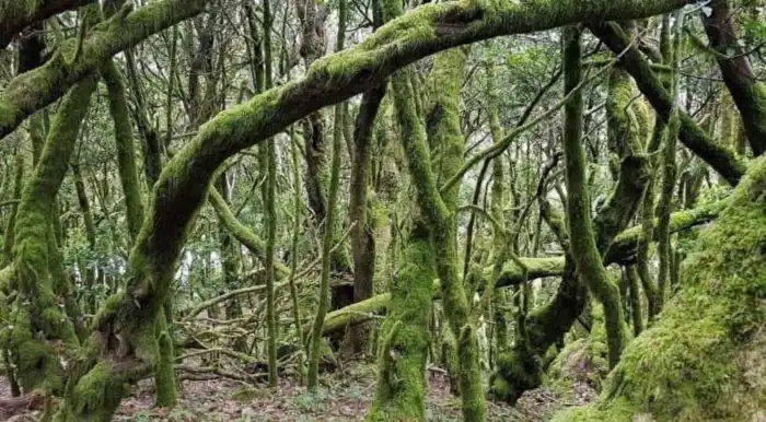 parque nacional de garajonay