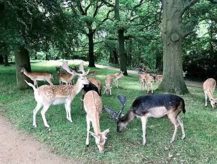 ciervos en richmond-park