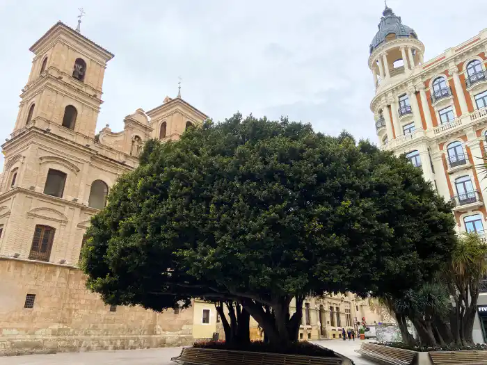 vista del ficus de la plaza de santo domingo de murcia